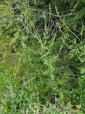 Verbena lasiostachys Plant
